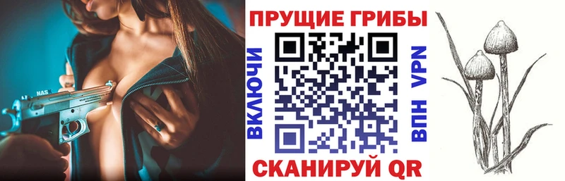 Купить закладки Бабаево Псилоцибиновые грибы Psilocybe